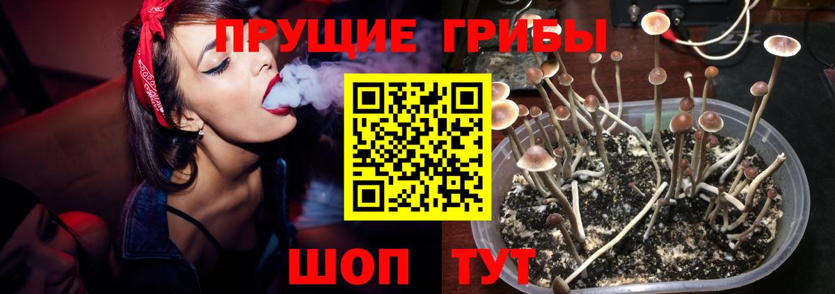 Осинники  Псилоцибиновые грибы Psilocybine cubensis  Вход с VPN 